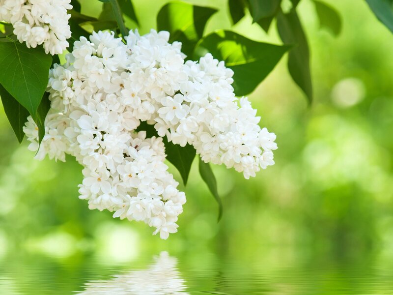 White Lilac Flowers — Serene, Spring, Photograph, Green Leaves, Water