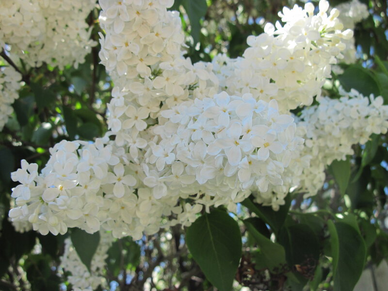 White Lilac Flowers — Serene, Spring, Photograph, Leaves