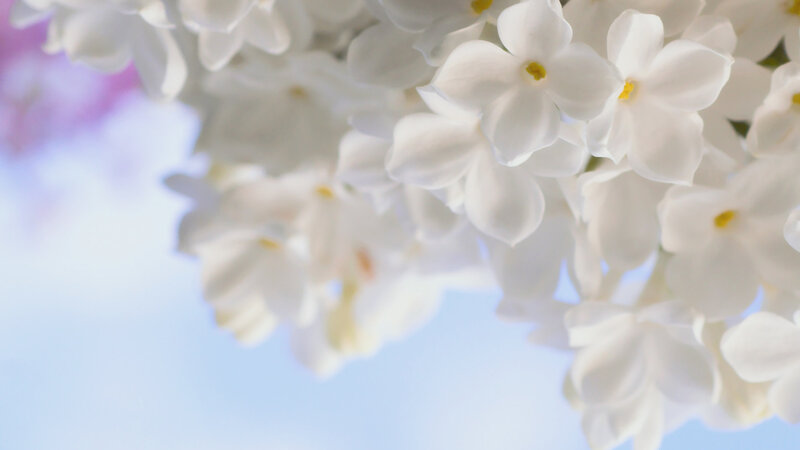 White Lilac Flowers — Serene, Spring, Photograph, Sky