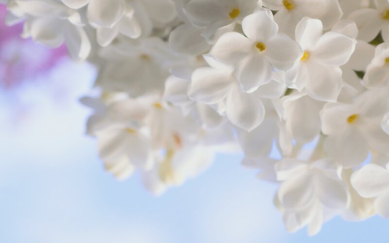 White Lilac Flowers — Serene, Spring, Photograph