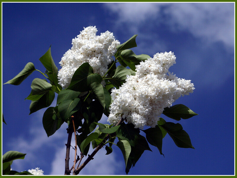 White Lilac Flowers — Serene, Spring