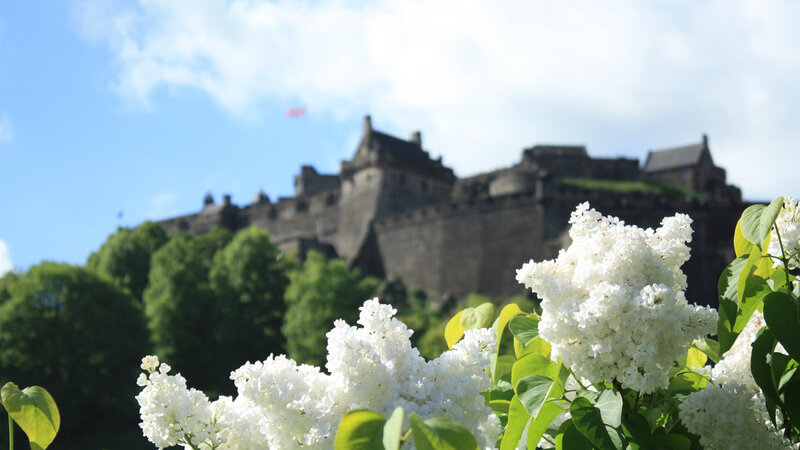 White Lilac Flowers — Serene, Summer