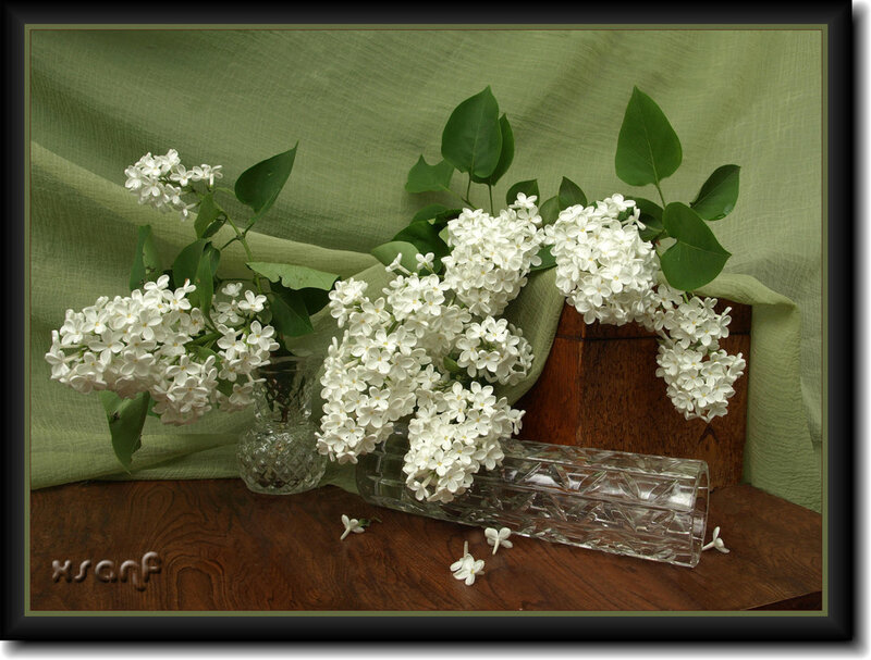 White Lilac Flowers — Serene