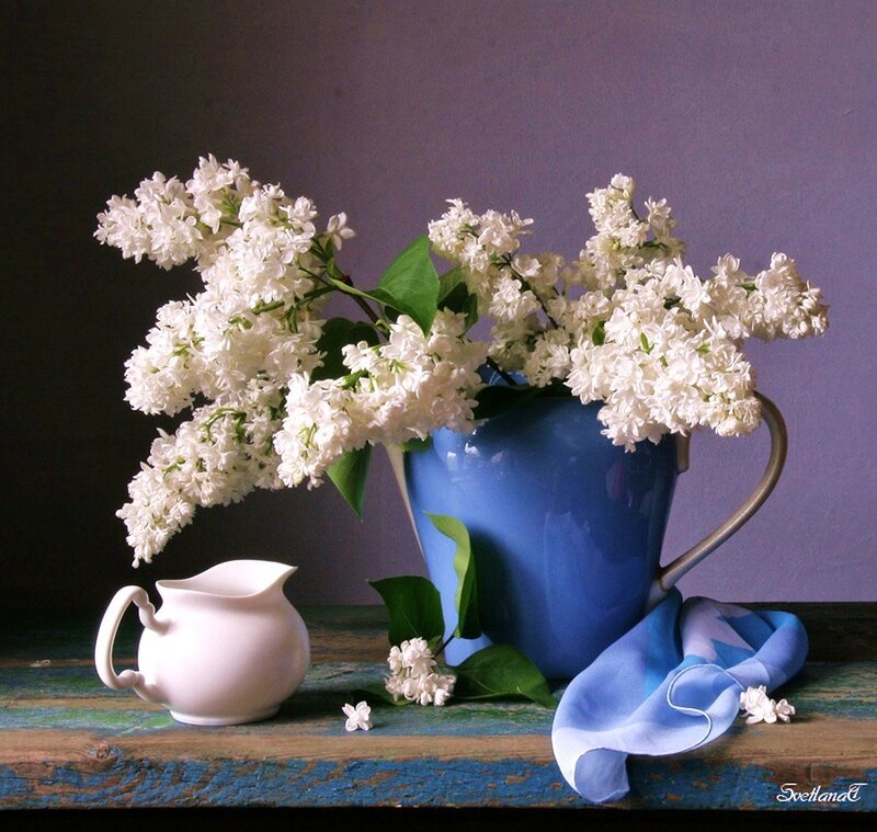 White lilacs in a blue pitcher