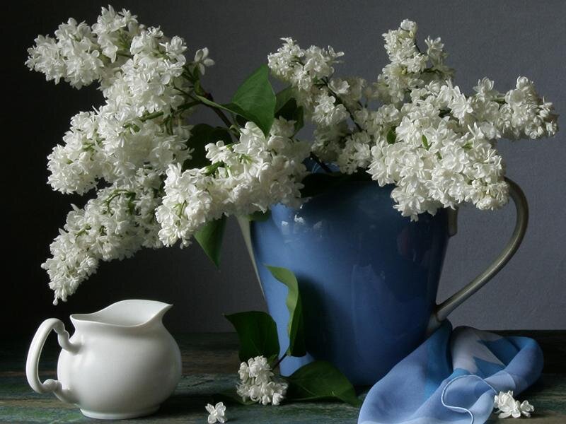 white lilacs in a blue pitcher