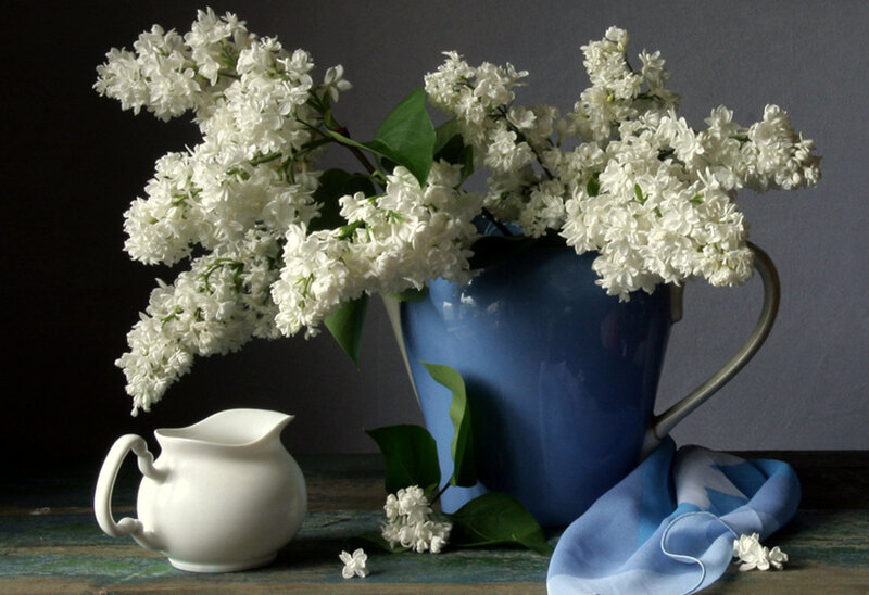 white lilacs in a blue pitcher