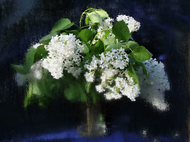 white lilacs in a vase