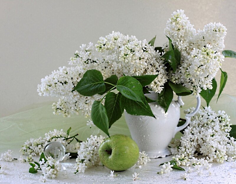 White Lilacs in Vase