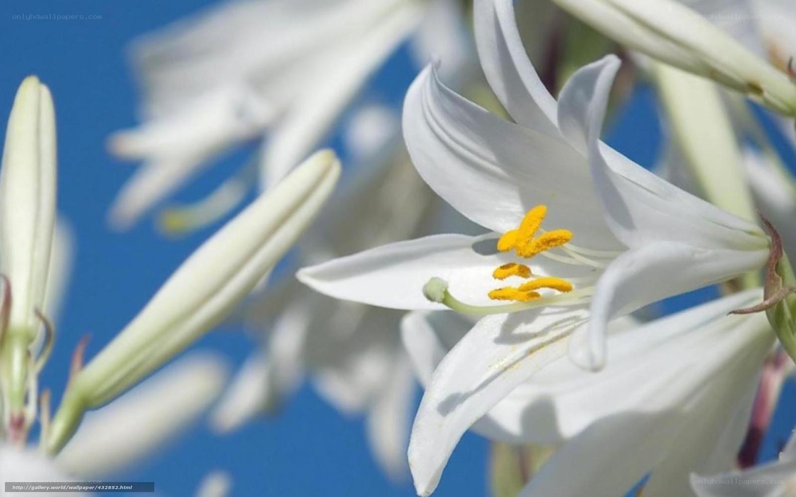 White lilies against blue sky