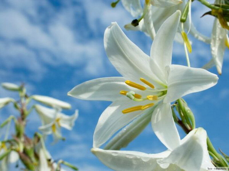 white lilies against blue sky