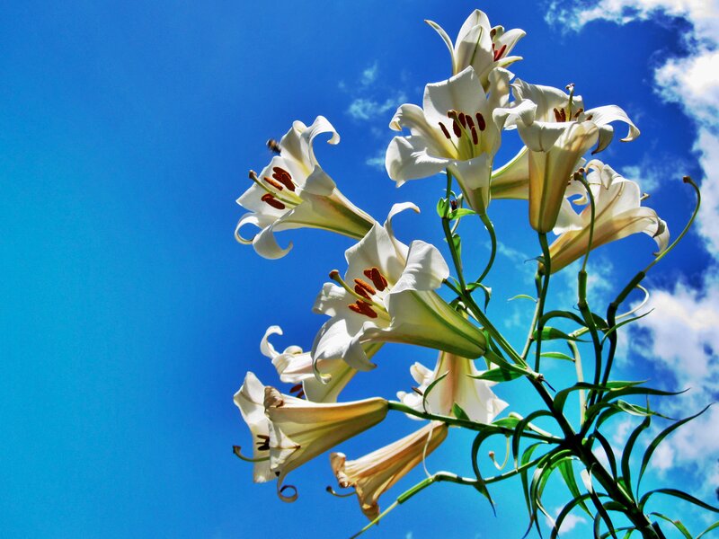 White Lilies Against Blue Sky — Serene, Afternoon