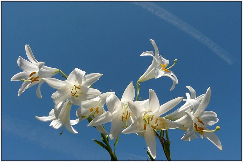 White Lilies Against Blue Sky — Serene