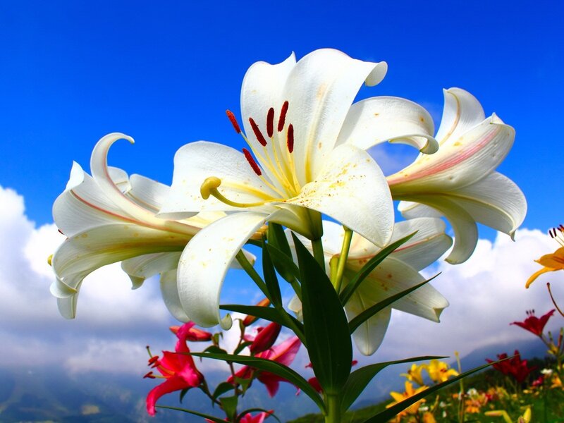 White lilies against blue sky
