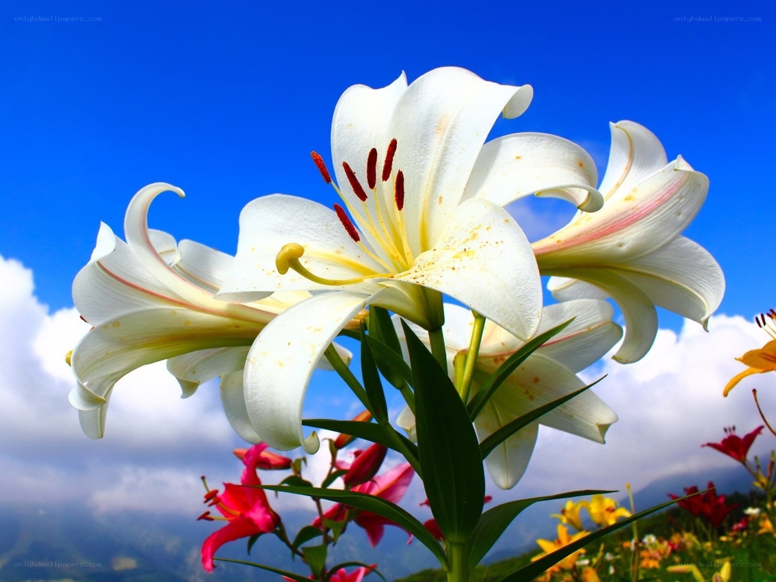 White lilies against blue sky
