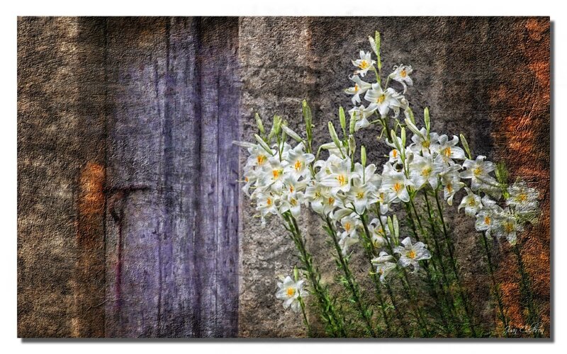 White lilies against rustic wall