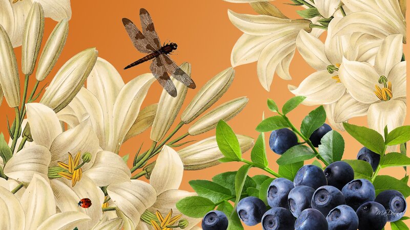 White Lilies and Blueberries