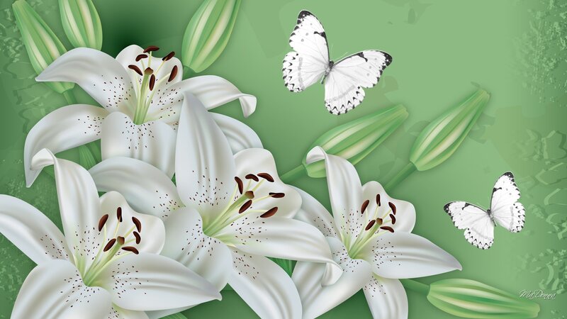 White Lilies and Butterflies — Serene