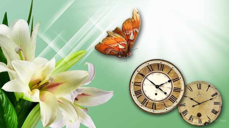 White Lilies and Butterfly