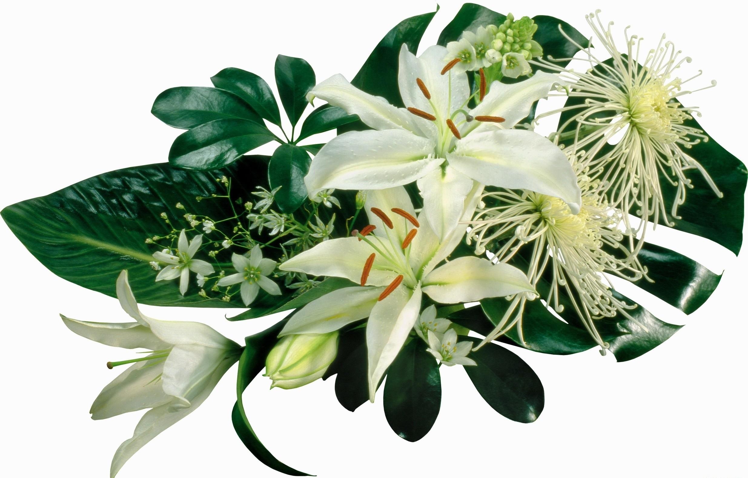white lilies and green leaves