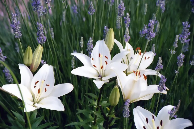 White lilies and lavender in bloom