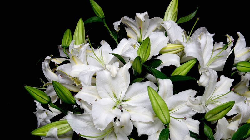 White Lilies Bouquet — Serene, Photograph, Buds