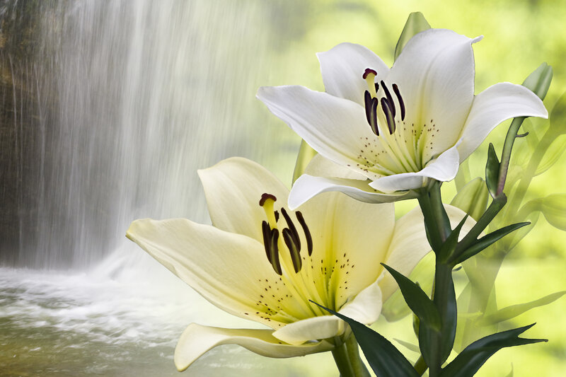 White Lilies by Waterfall
