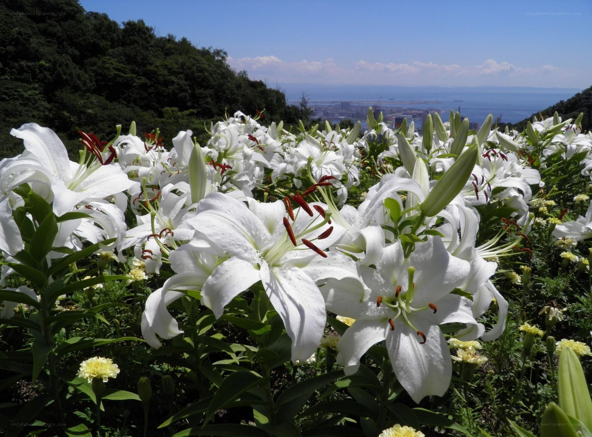 White lilies in a coastal garden