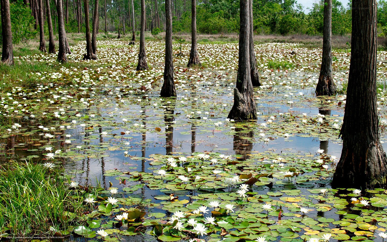White lilies in a cypress swamp