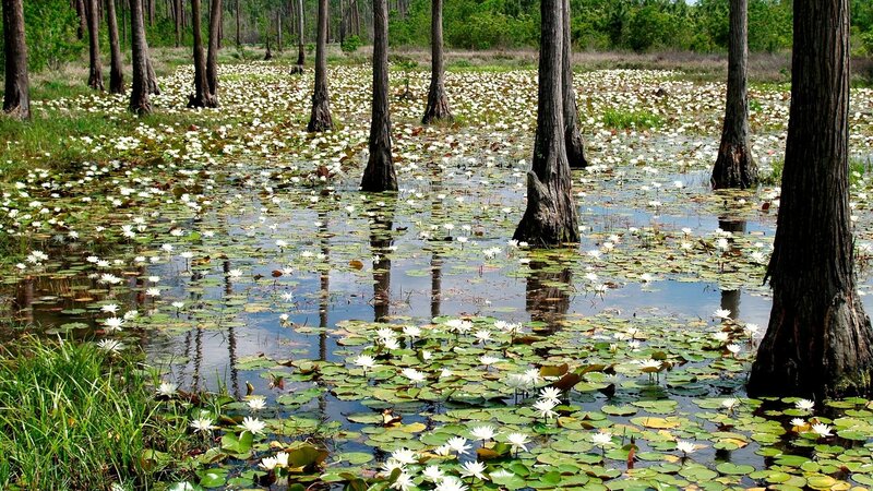 White lilies in a cypress swamp