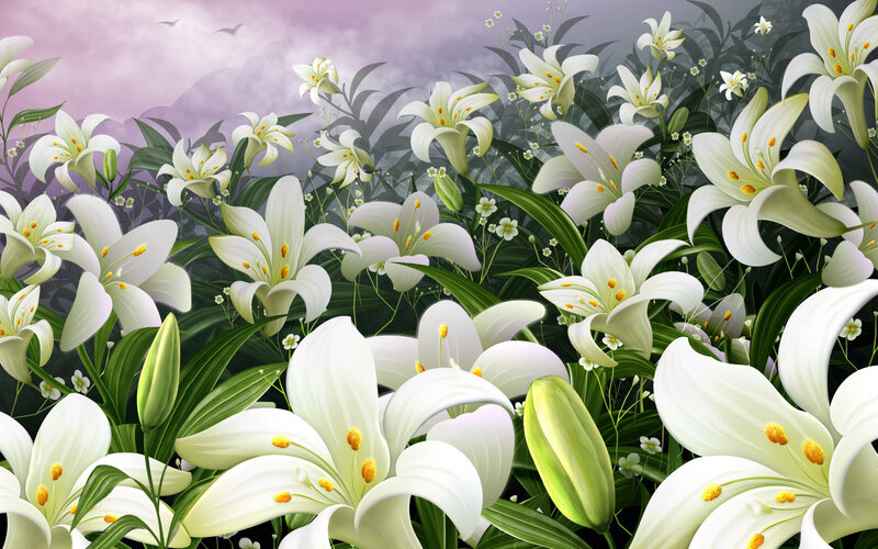 White lilies in a field