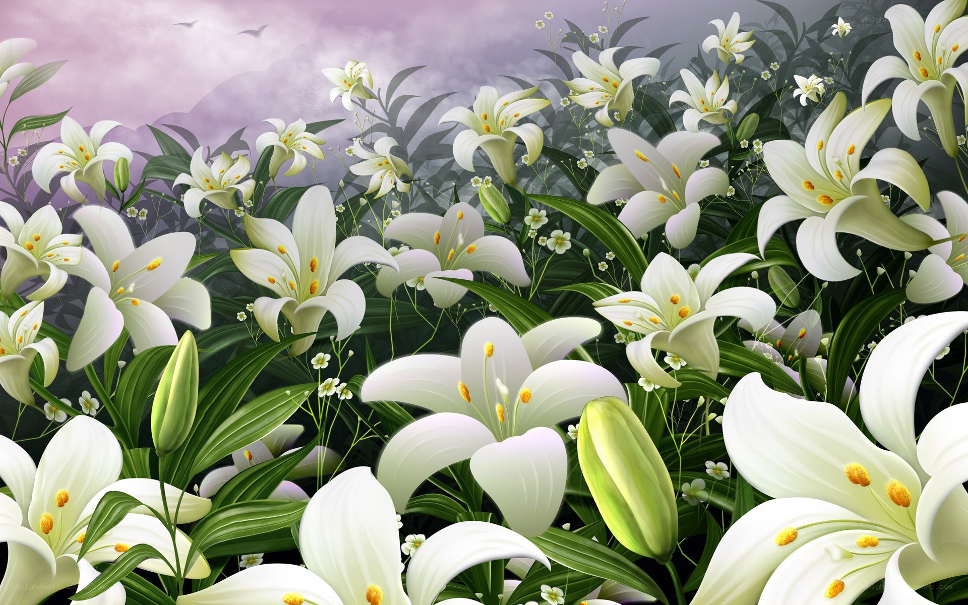 white lilies in a field