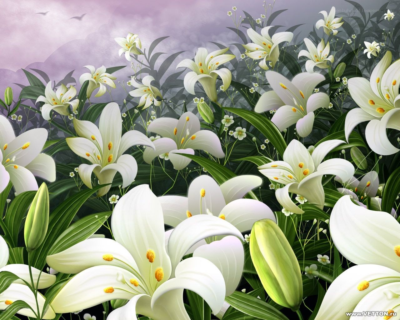 White lilies in a field