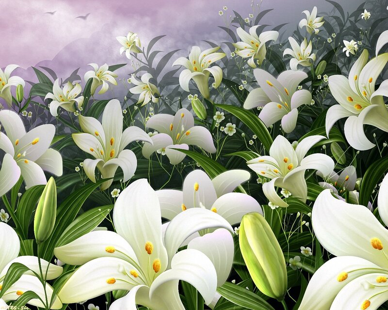 White Lilies in a Field — Serene