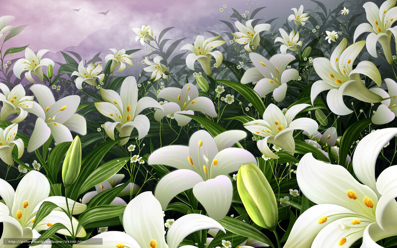 White lilies in a field