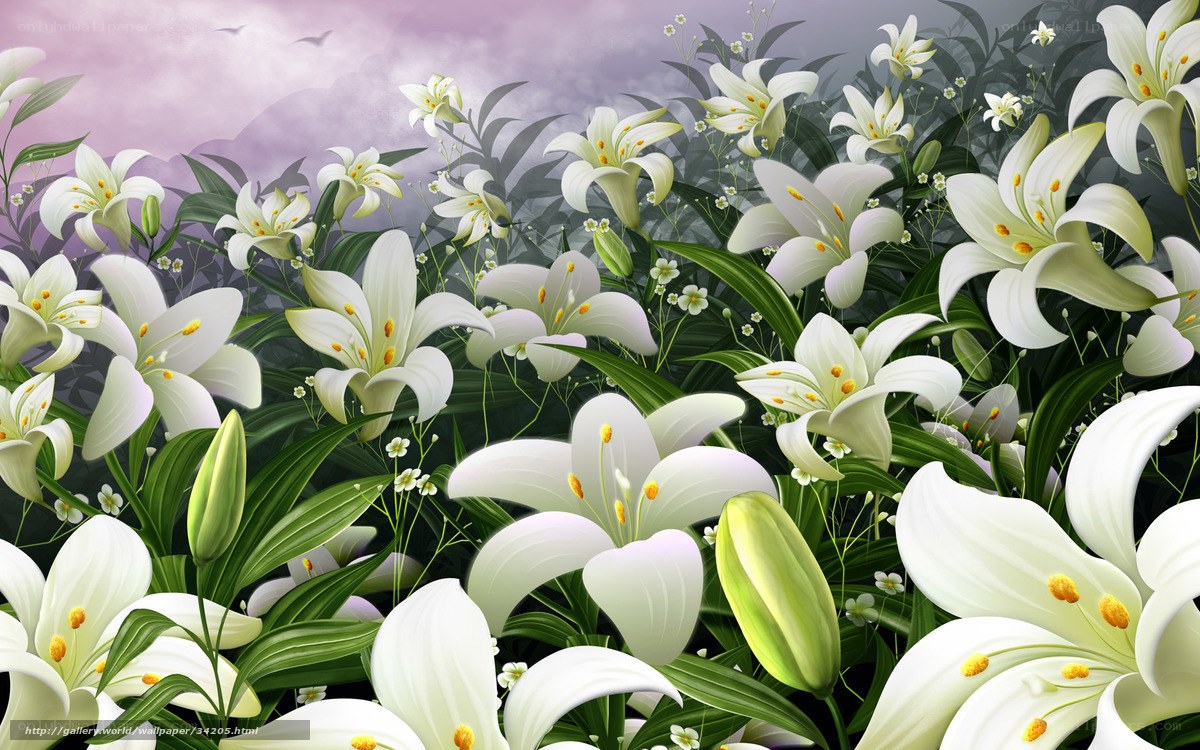 White lilies in a field