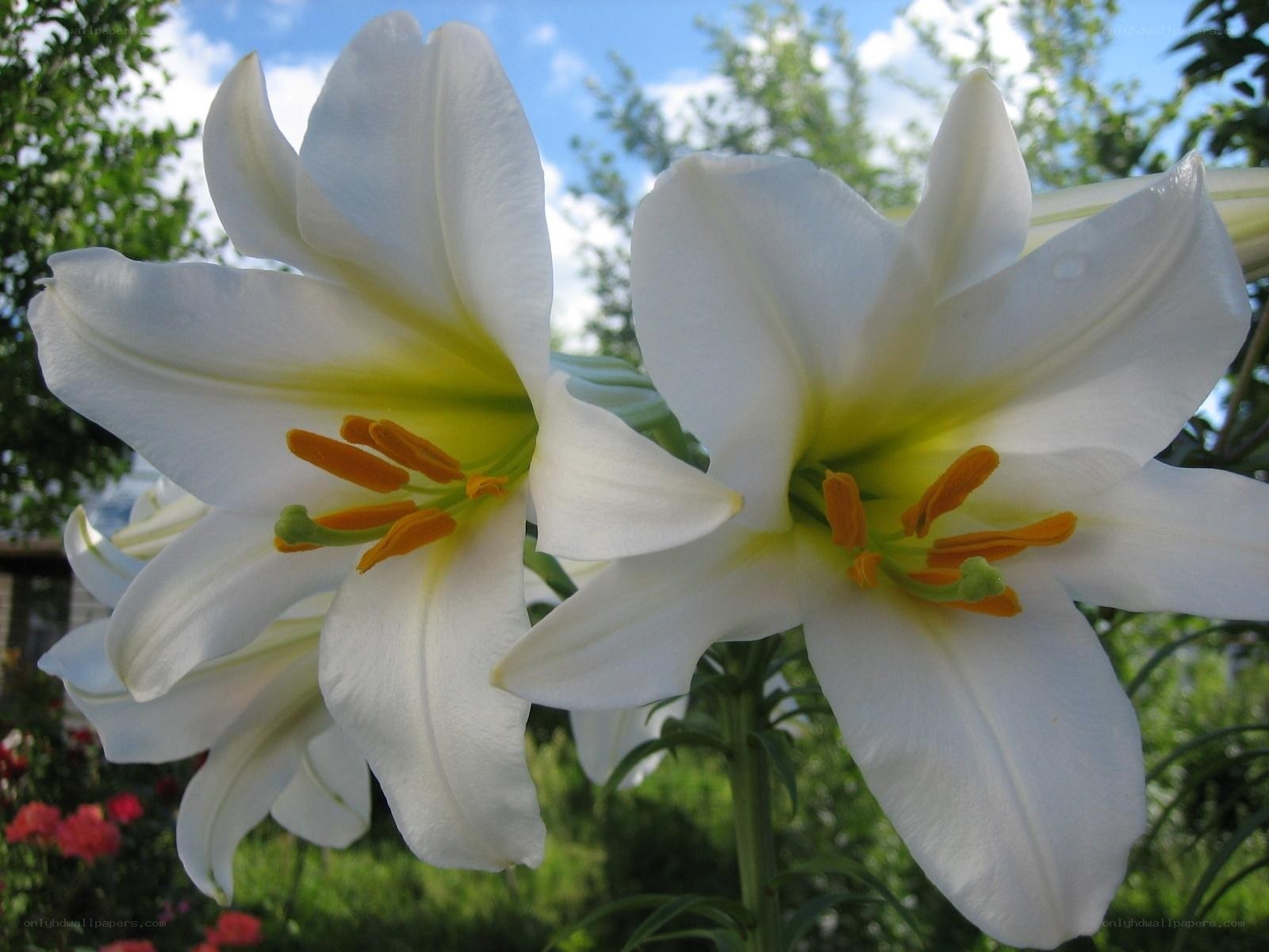 White lilies in a garden