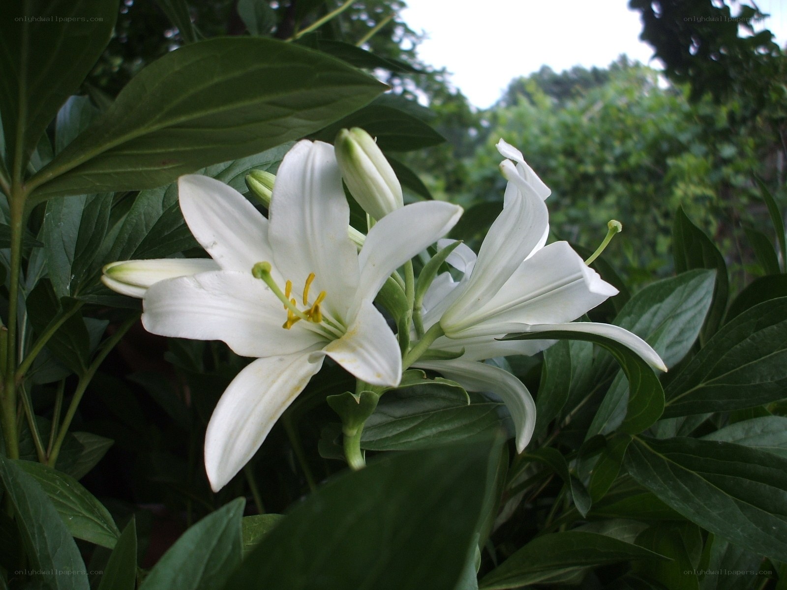 White lilies in a garden