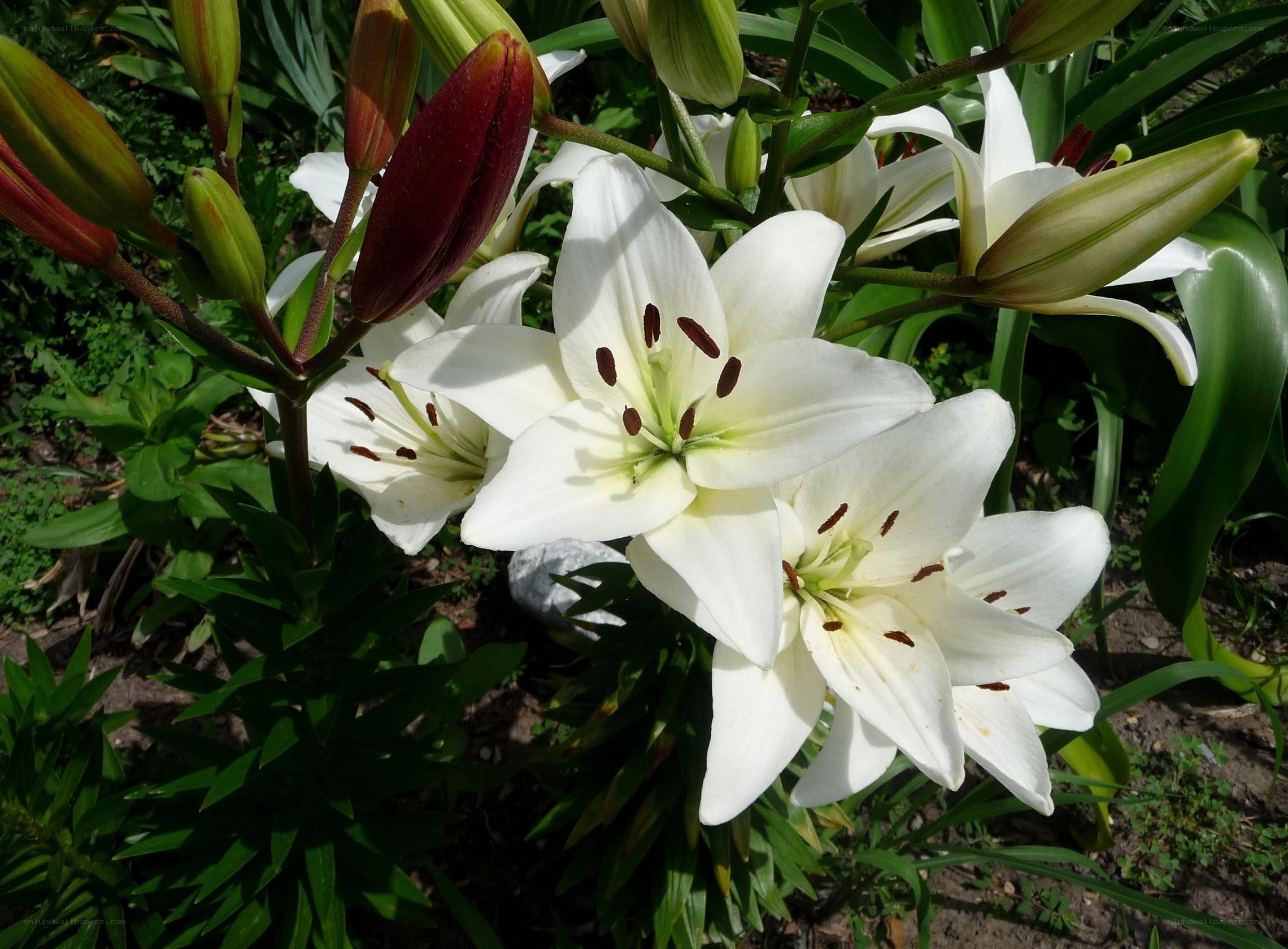 White lilies in a garden