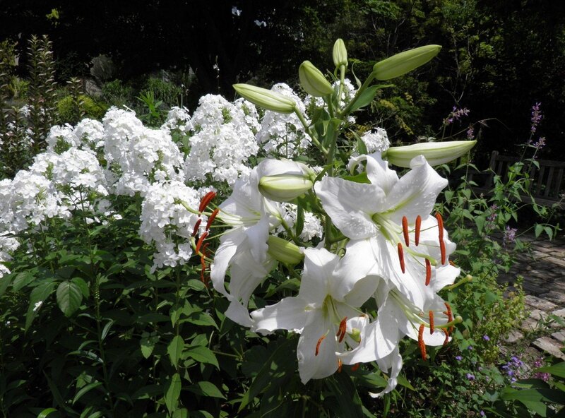 White lilies in a garden