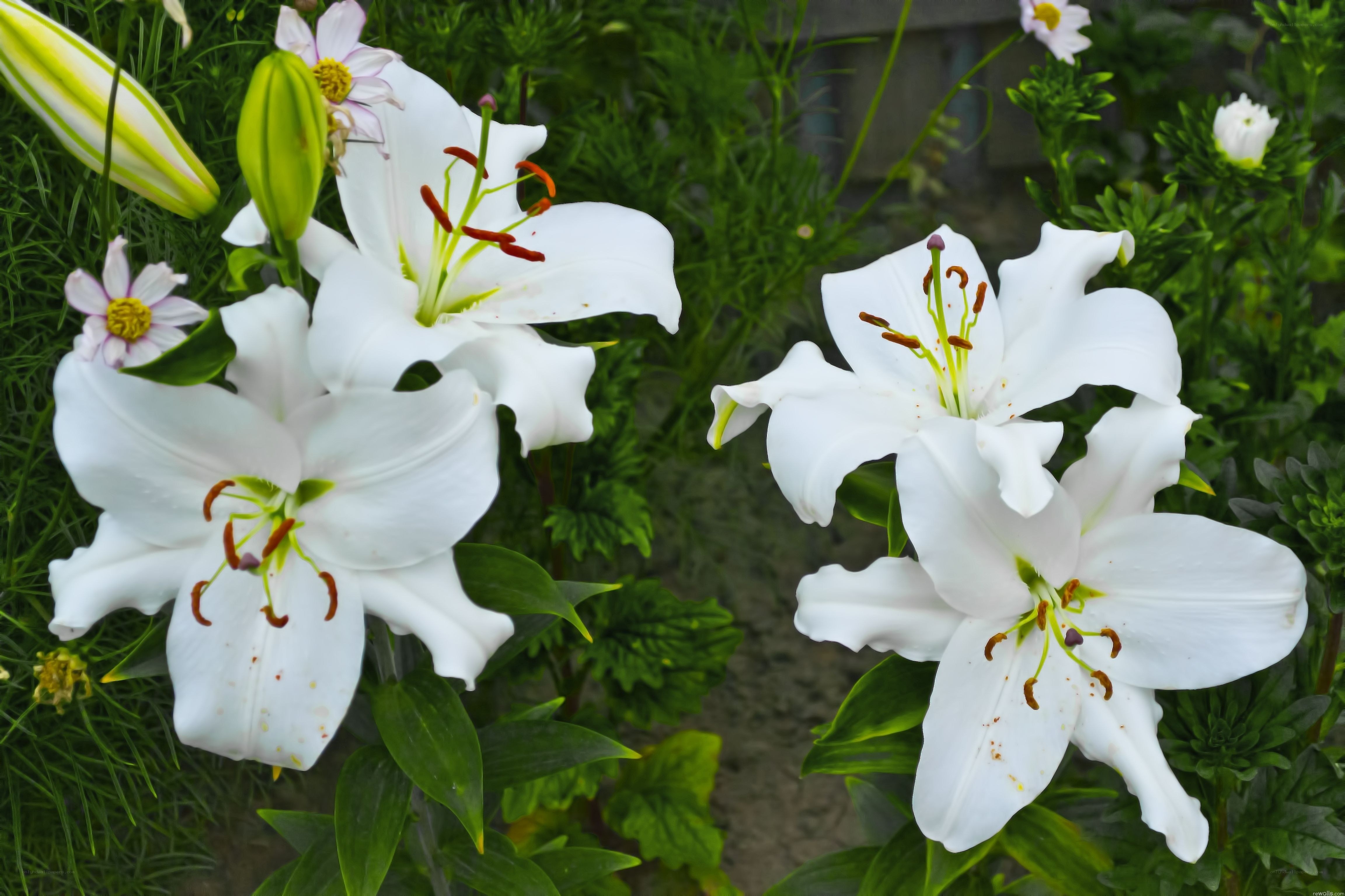 White lilies in a garden
