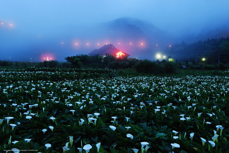 White lilies in a misty field