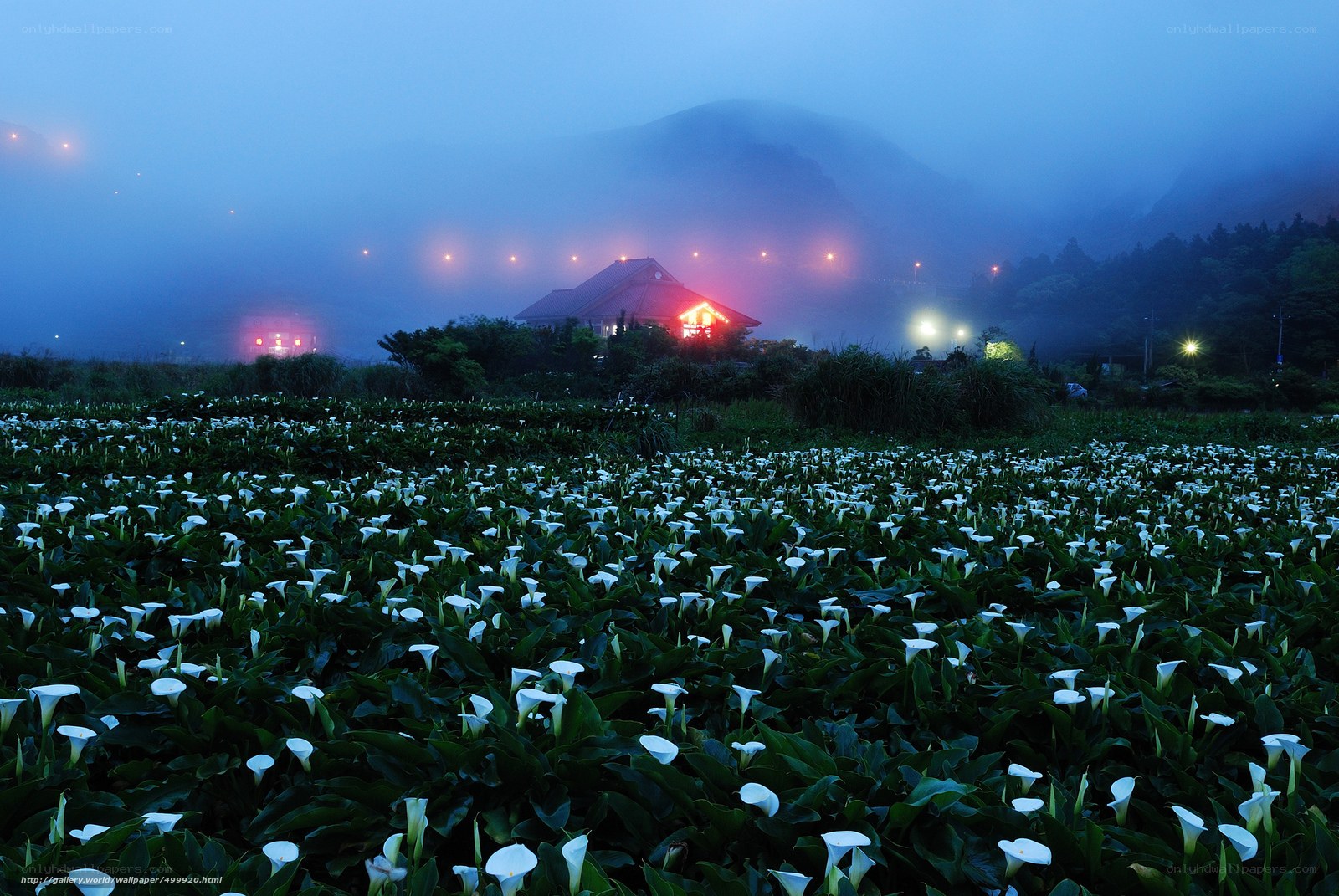 White lilies in a misty field