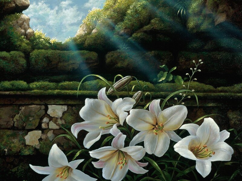 White lilies in a sunlit garden