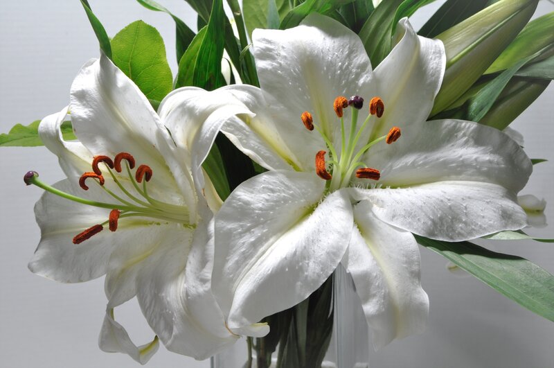 White Lilies in a Vase — Serene, Photograph, Green Leaves