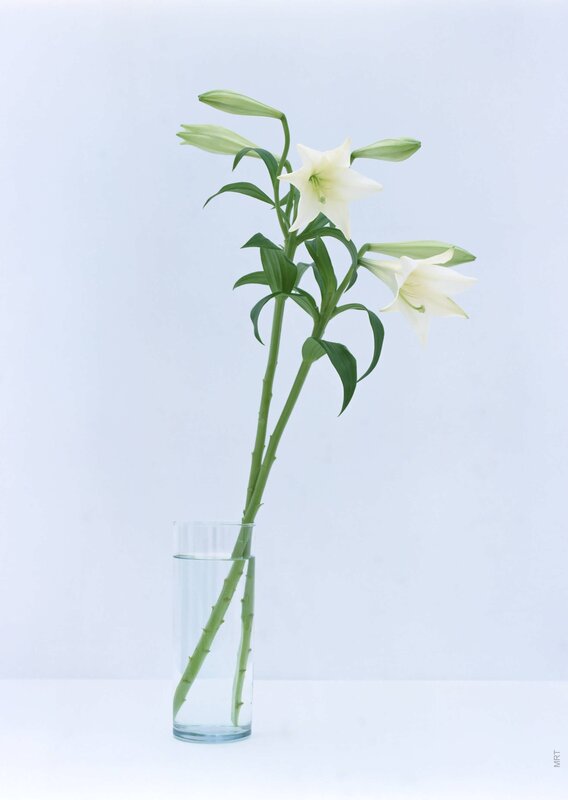White lilies in a vase