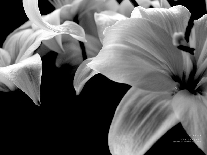 White lilies in black and white
