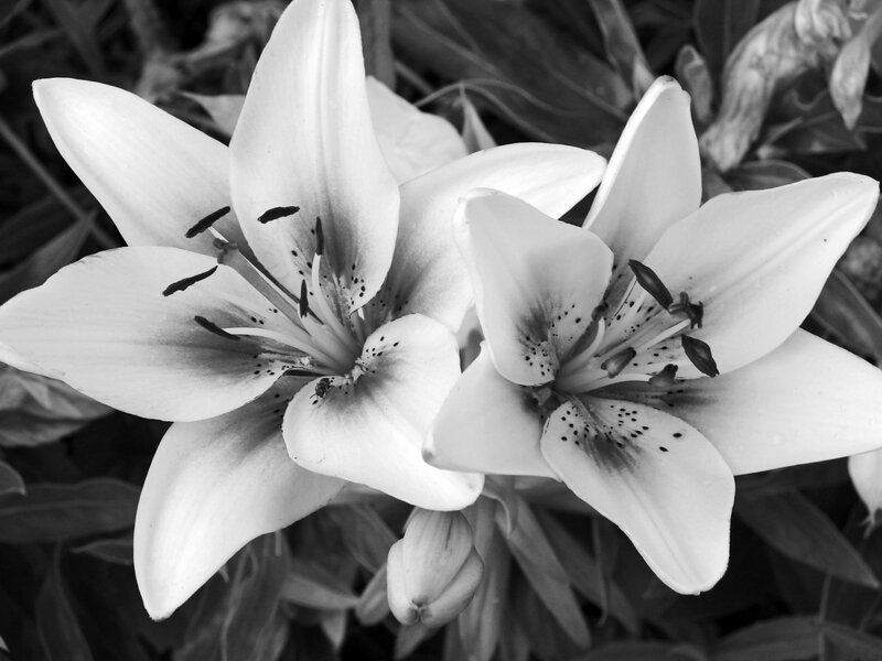 White lilies in black and white
