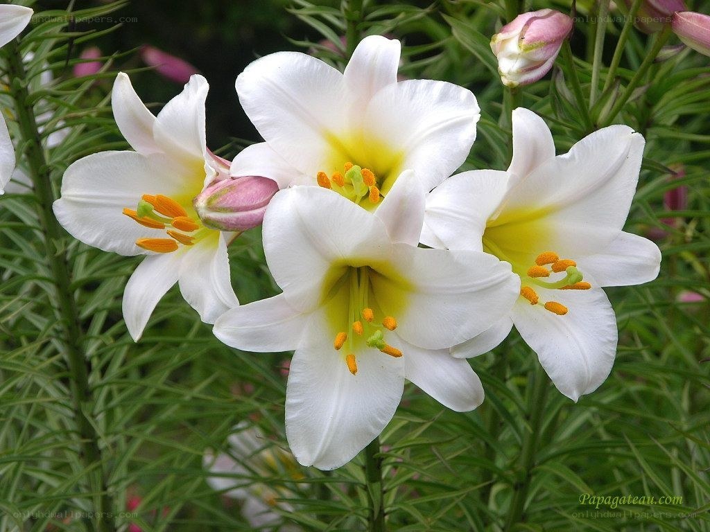 white lilies in bloom