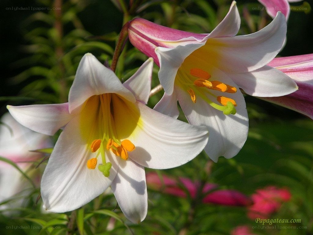 white lilies in bloom