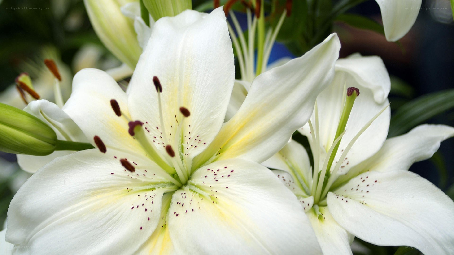white lilies in bloom